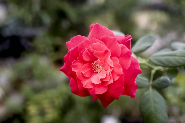 Flor Roja Rosa Sobre Fondo — Foto de Stock