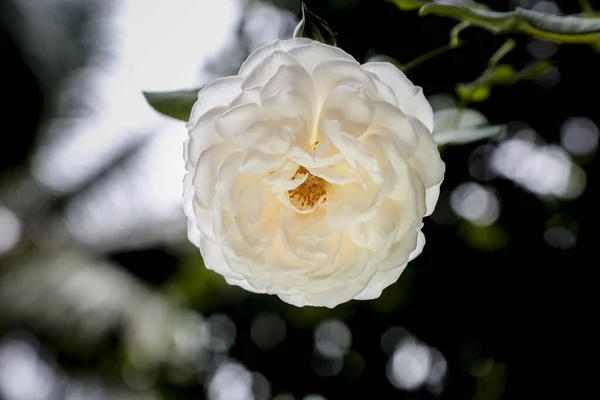 Flor Blanca Rosa Sobre Fondo — Foto de Stock