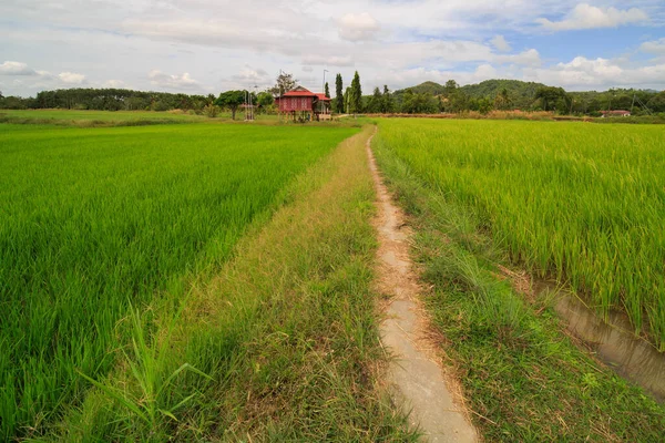 Beautiful Stepped Rice Field Mountain Background Traditional Malay House Sunset — Stock Photo, Image