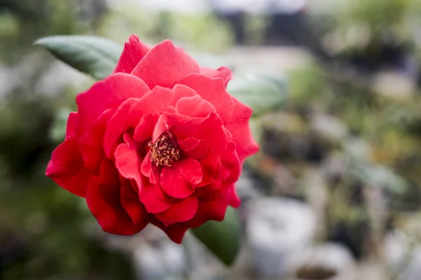 Flor Roja Rosa Sobre Fondo — Foto de Stock