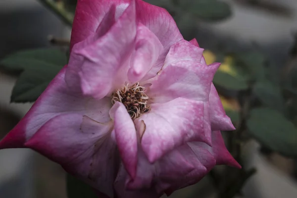 Rosa Rosa Hermosa Fondo Cerca — Foto de Stock