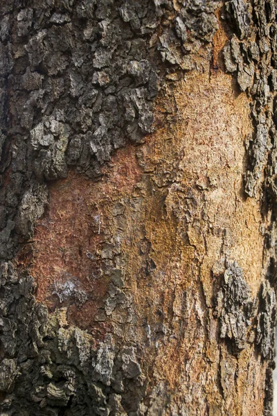 Textura Fondo Corteza Árbol Piel Corteza Árbol Que Rastrea Agrietamiento —  Fotos de Stock