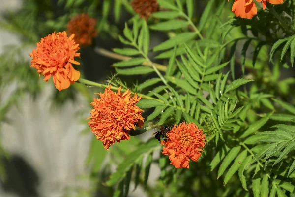 Orange Chrysanthemum Flowers in Garden