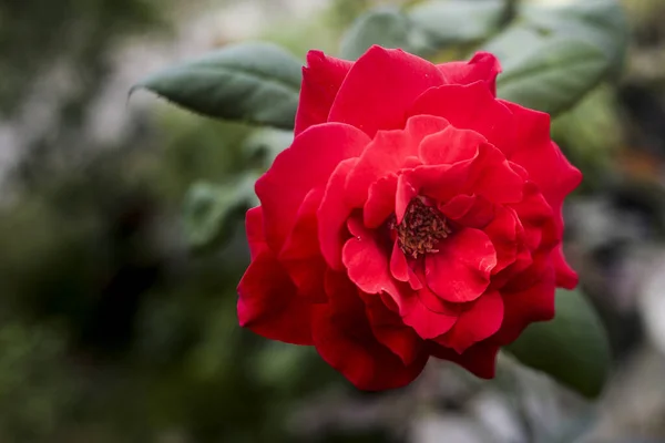 Flor Roja Rosa Sobre Fondo — Foto de Stock