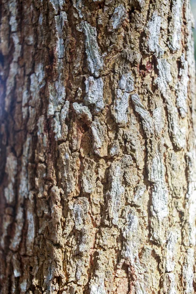 Konsystencja Tła Kory Drzewa Skóra Kory Drzewa Które Śledzi Pękanie — Zdjęcie stockowe