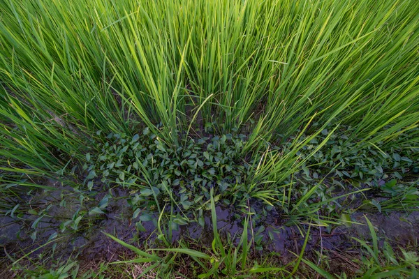 Rijstveld Close Van Groene Padie Rijstveld Met Groene Bladeren Wazig — Stockfoto