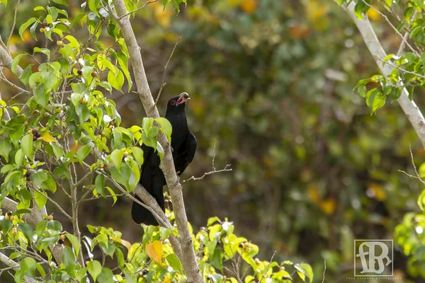 Een Mannelijke Aziatische Koel Kijkt Voorzichtig Een Boomtak — Stockfoto