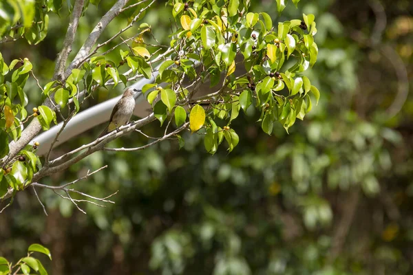 Roodkopbuulbuul Pycnonotus Rufescens Een Zangvogel Uit Familie Pycnonotidae Buulbuuls Soort — Stockfoto