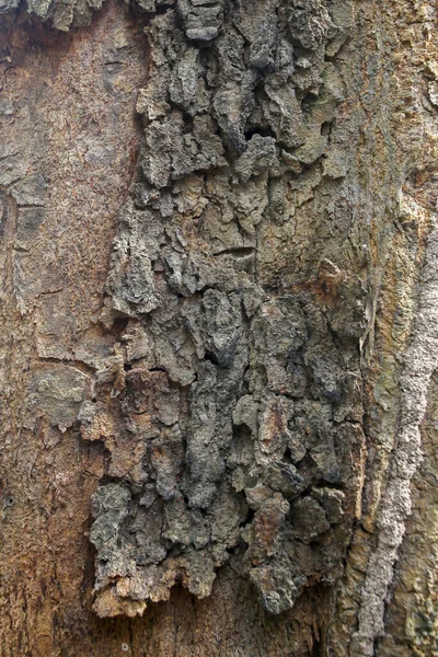 나무껍질의 갈라진 추적하는 나무의 껍질을 — 스톡 사진