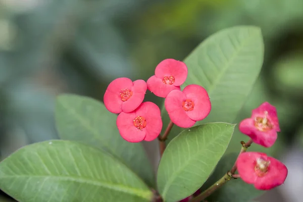 Bellissimi Fiori Selvatici Sfondo — Foto Stock