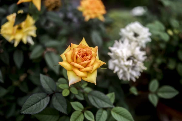 Belles Fleurs Sur Fond Jardin — Photo