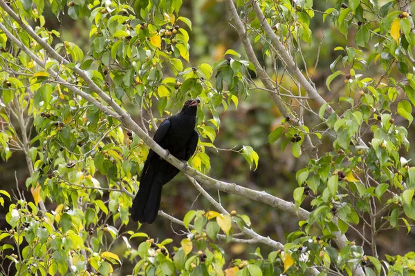 Een Mannelijke Aziatische Koel Kijkt Voorzichtig Een Boomtak — Stockfoto