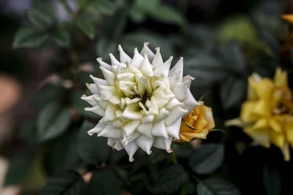 Hermosas Flores Sobre Fondo Jardín — Foto de Stock