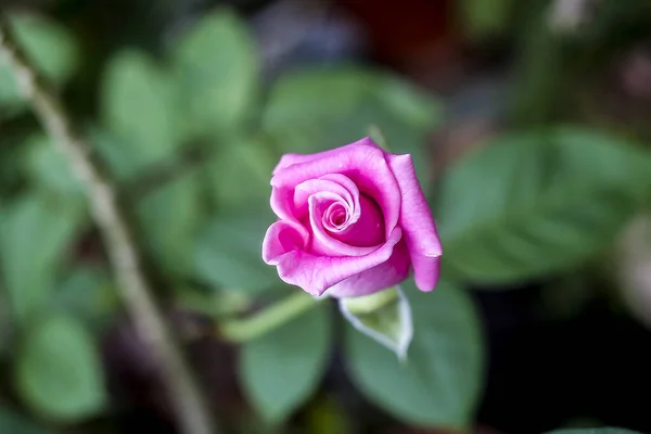 Hermosa Flor Rosa Jardín — Foto de Stock