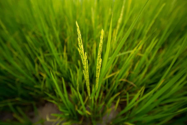 Pole Ryżowe Zbliżenie Pola Zielonego Ryżu Niełuskanego Zielonymi Liśćmi Rozmyciem — Zdjęcie stockowe