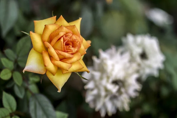 Piękne Kwiaty Tle Ogrodu — Zdjęcie stockowe