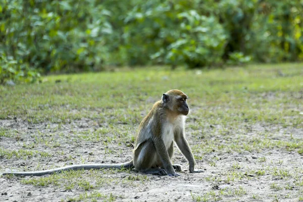 Monkey Lives Natural Forest Malaysia — Stock Photo, Image
