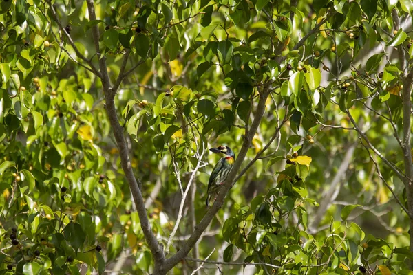 Hermoso Pájaro Amarillo Rama Del Árbol Entre Hojas Verdes Oriolus —  Fotos de Stock