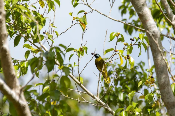 Prachtige Gele Vogel Boomtak Tussen Groene Bladeren Verspreiding Leefgebied Deze — Stockfoto