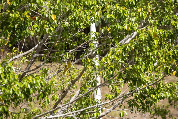 Prachtige Gele Vogel Boomtak Tussen Groene Bladeren Verspreiding Leefgebied Deze — Stockfoto