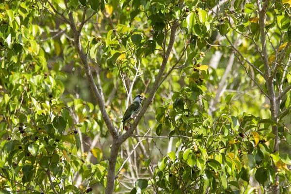 Myna Ave Familia Starling Este Grupo Aves Paseriformes Que Son —  Fotos de Stock