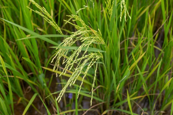 Paddyfält Med Grönt Gräs — Stockfoto