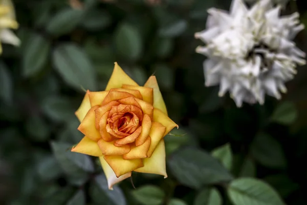 Hermosas Flores Sobre Fondo Jardín — Foto de Stock