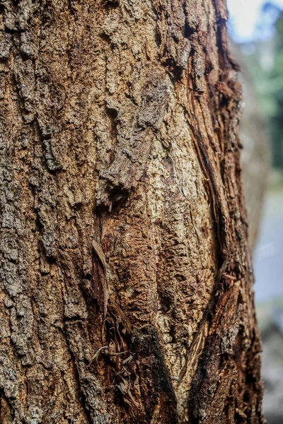 Textura Fondo Corteza Árbol Piel Corteza Árbol Que Rastrea Agrietamiento — Foto de Stock