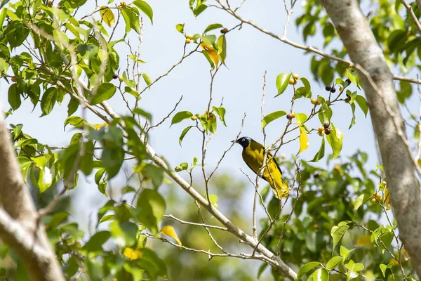 Hermoso Pájaro Amarillo Rama Del Árbol Entre Hojas Verdes Oriolus —  Fotos de Stock