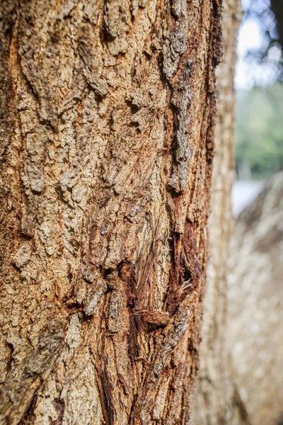 Υφή Φόντου Φλοιού Δέντρου Δέρμα Του Φλοιού Ενός Δέντρου Που — Φωτογραφία Αρχείου