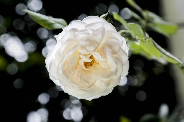Biały Kwiat Róża Tle — Zdjęcie stockowe