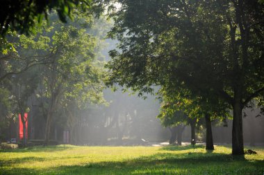 # Sabah güneşi # # Yeşil ormanda İsa ışığı #