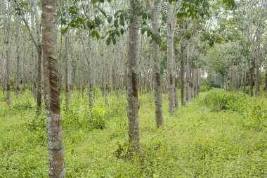 Bir sıra kauçuk ağaç.