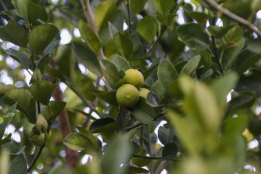 Ağaçtaki yeşil limonlar. Limonlar, tipik olarak yuvarlak, yaklaşık 3-6 santimetre çapında ve asitli meyve suları içeren hibrit narenciye meyveleridir. Limonlar mükemmel C vitamini kaynağıdır..