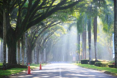 # Sabah güneşi # # Yeşil ormanda İsa ışığı #