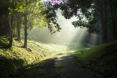 # Sabah güneşi # # Yeşil ormanda İsa ışığı #