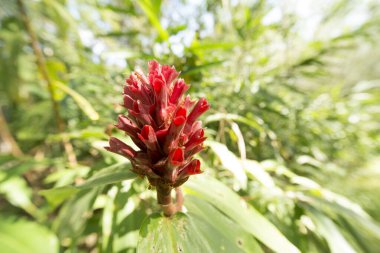 Zencefil, zencefil, sarmal bayrak, yabani kızıl, arka plan bulanık