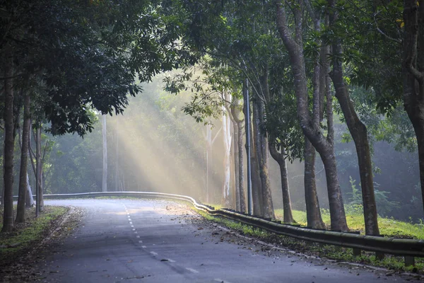 ray of light, morning sun rays/ jesus light at green forest