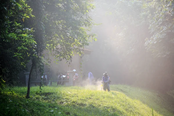 Синток Кедах Малайзия Ноября 2019 Года Рабочие Зеленом Лесу — стоковое фото