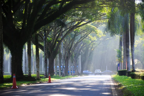 Sintok Kedah Μαλαισία Νοεμβρίου 2019 Ηλιαχτίδα Στο Δάσος Αυτοκίνητο Ακτίνα — Φωτογραφία Αρχείου