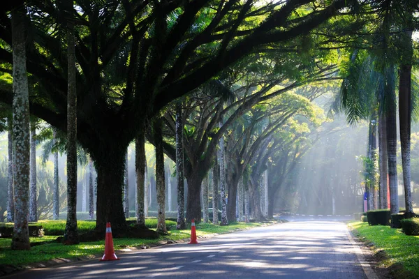 Sintok Kedah Μαλαισία Νοεμβρίου 2019 Ηλιαχτίδα Στο Δάσος Αυτοκίνητο Ακτίνα — Φωτογραφία Αρχείου