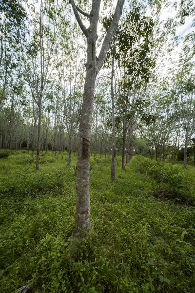 Ряд Каучуковых Деревьев — стоковое фото