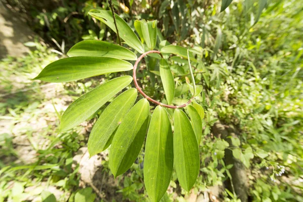 Bitkisel bahçedeki ağaçta bulunan Crepe zencefil veya Hint baş zencefili (Cheilocostus Speciosus) sarmal yaprakları deseni