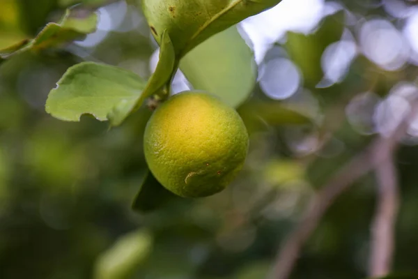Green lime on a tree. Lime is a hybrid citrus fruit, which is typically round, about 3-6 centimeters in diameter and containing acidic juice vesicles. Limes are excellent source of vitamin C.