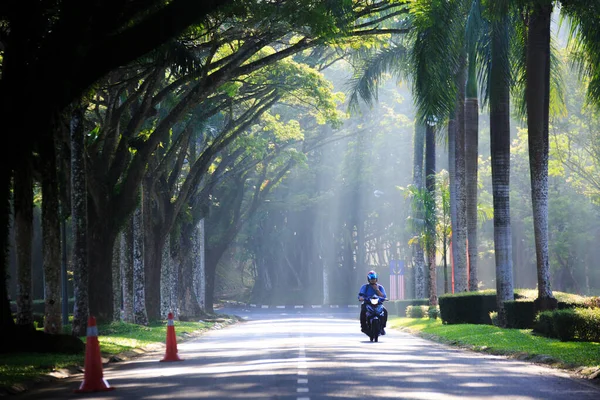 Sintok Kedah Μαλαισία Νοεμβρίου 2019 Ακτίνες Φωτός Πίσω Από Δέντρα — Φωτογραφία Αρχείου