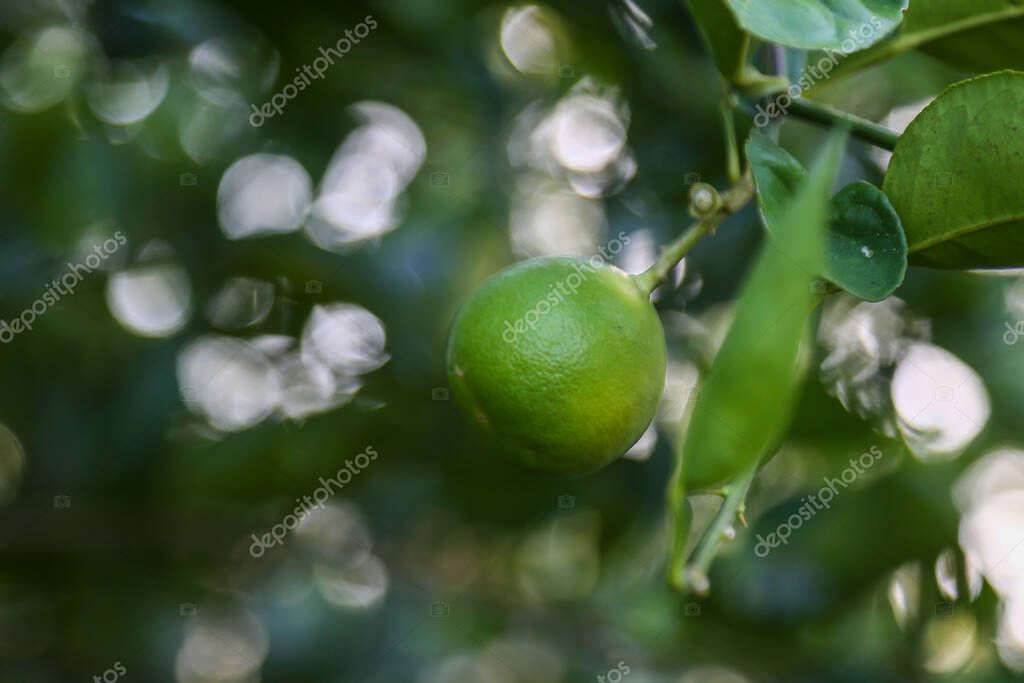 Cal verde en un árbol. La lima es un cítrico híbrido, que es