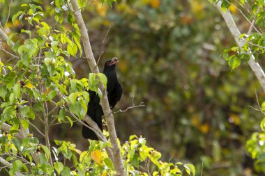 Bir ağacın yeşil yaprakları ve bahçede bir kuş