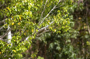 Bir ağacın yeşil yaprakları ve bahçede bir kuş