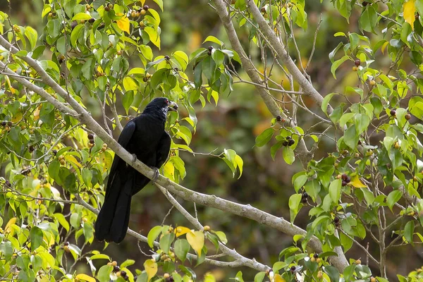 Green Leaves Tree Bird Garden — Foto de Stock