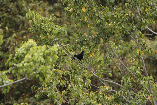 Hojas Verdes Árbol Pájaro Jardín —  Fotos de Stock